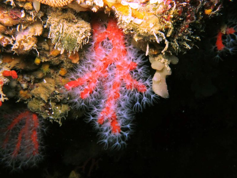 img-diving-coralline