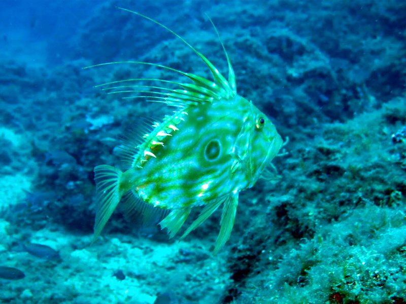 img-diving-capo-poro-800x600