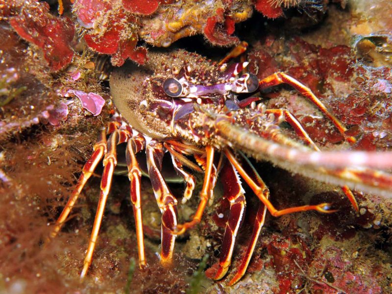 img-diving-remaiolo-800x600