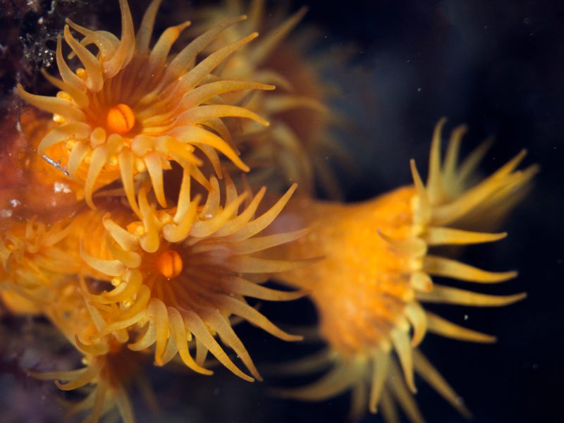 img-diving-scoglio-che-bara-800x600