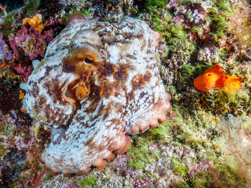 img-diving-secca-di-fonza-800x600